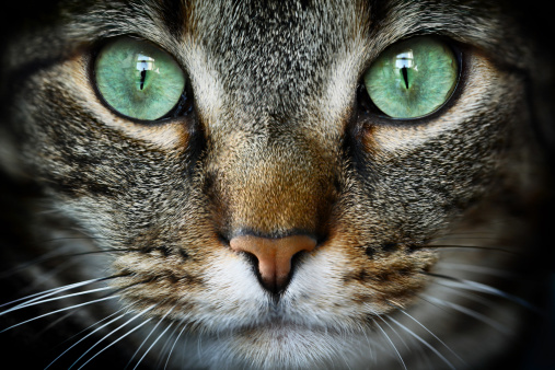 Cat with Green Eyes